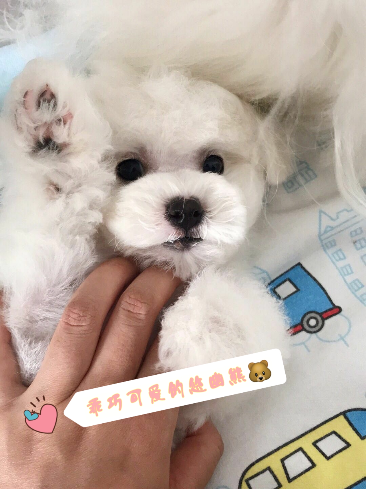 网上买狗注意哪些人是骗子,网上买狗靠不靠得住