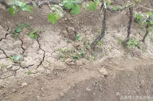 葡萄怎么养才能快结果,葡萄怎么养成盆栽