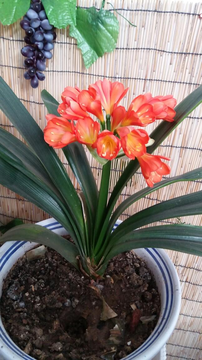 君子兰怎么才能一盆分10盆,君子兰一刀变10盆