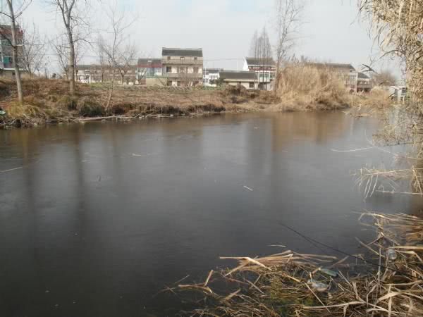 鳊鱼最爱吃什么东西,鳊鱼生活在长江哪里