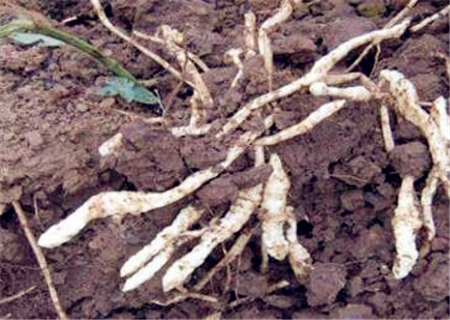 哪些地区藕价格最高,人工种植莲藕多少钱一斤