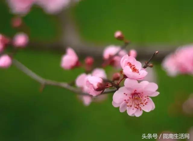 陇南徽县梅园“颜值”已“爆表”，再不去就迟了