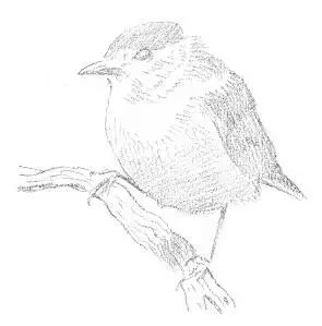 国画素描教程零基础入门,零基础学素描初学者入门教学