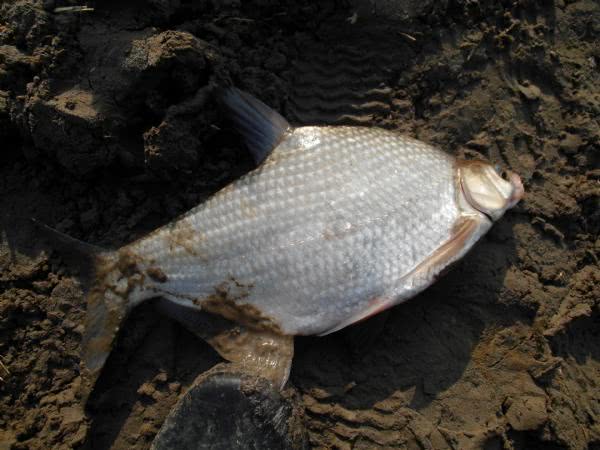 鳊鱼最爱吃什么东西,鳊鱼生活在长江哪里