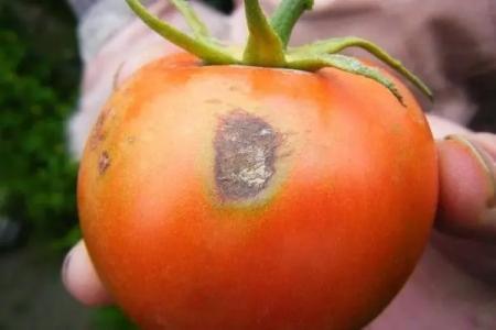 西红柿果实病害图谱大全及病名字,西红柿常见27种病害图片