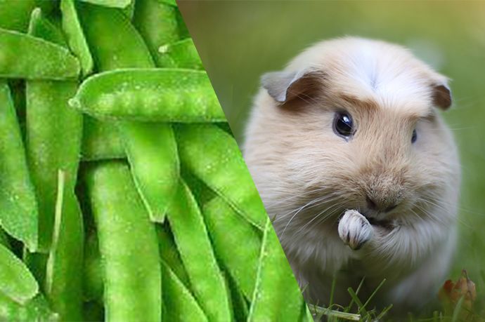 哈尔滨碳烤冷面,哈尔滨半夜的烤冷面