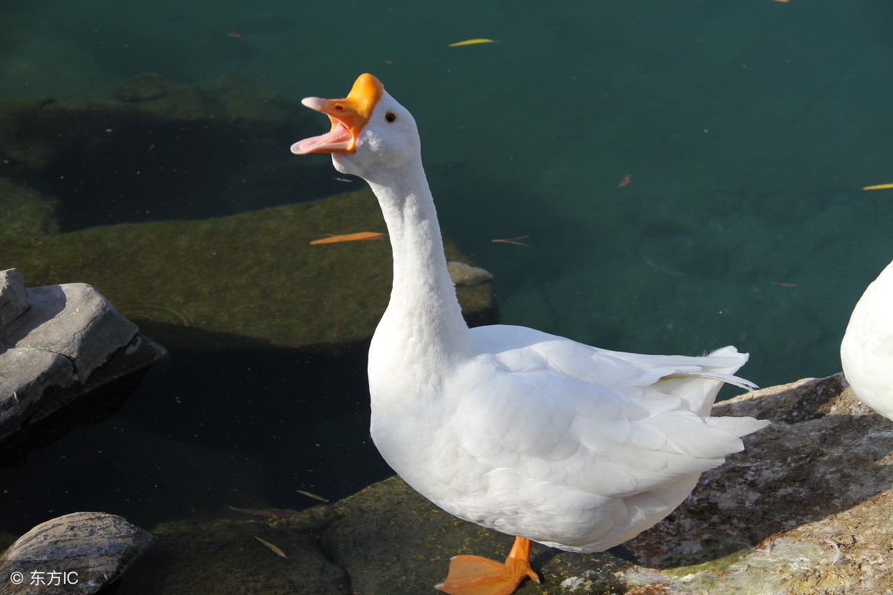 产蛋高峰料量是多少,产蛋高峰后注意什么