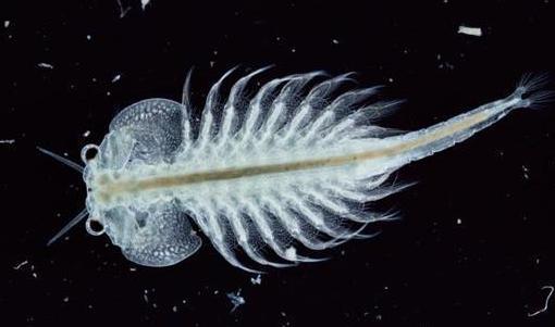 万年卤虫休眠可存万年暴晒火烤、存放外太空也能愉快地玩耍