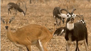 屁是最好的爱情润滑剂