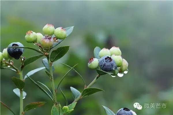 来芒市撒野‖咂蓝莓啖杨梅“二Mei”齐登场