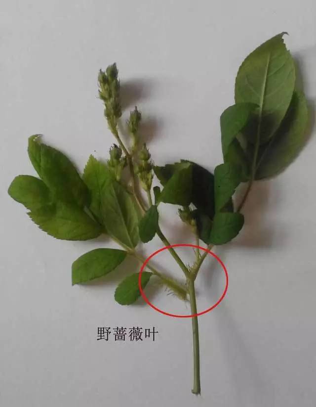 爬墙玫瑰月季与蔷薇区别,怎样区分蔷薇月季玫瑰