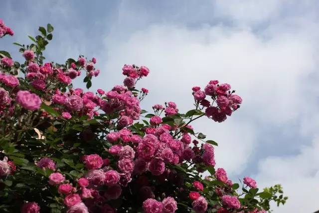 爬墙玫瑰月季与蔷薇区别,怎样区分蔷薇月季玫瑰