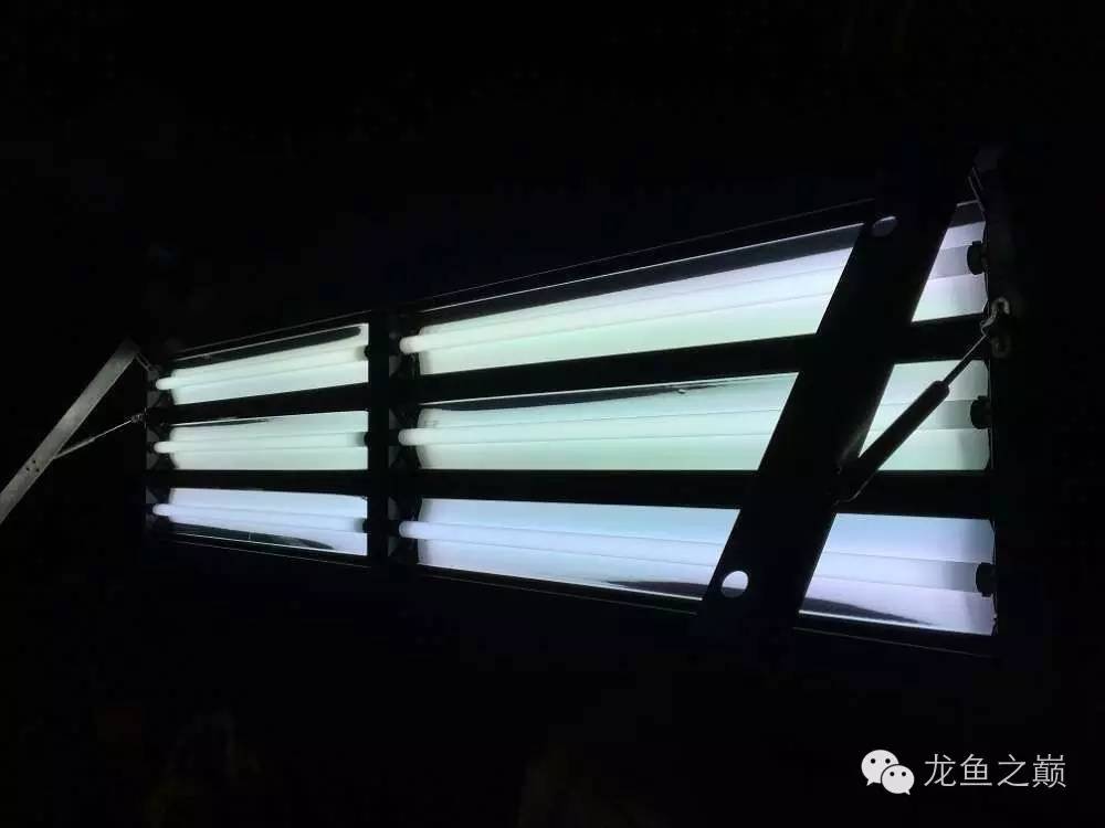 超级白，超会做，这才叫养鱼！