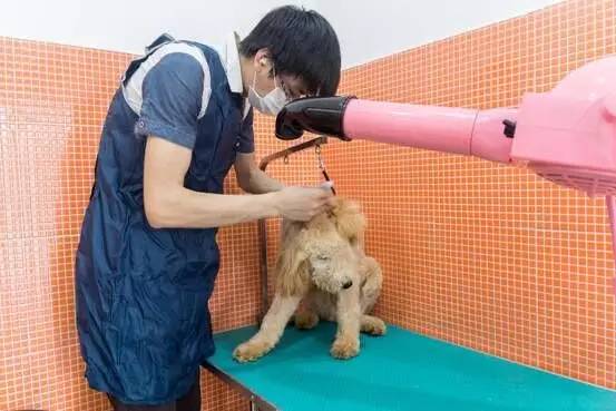 怎样选购灵芝孢子粉,上海农科院专卖店官网灵芝孢子粉