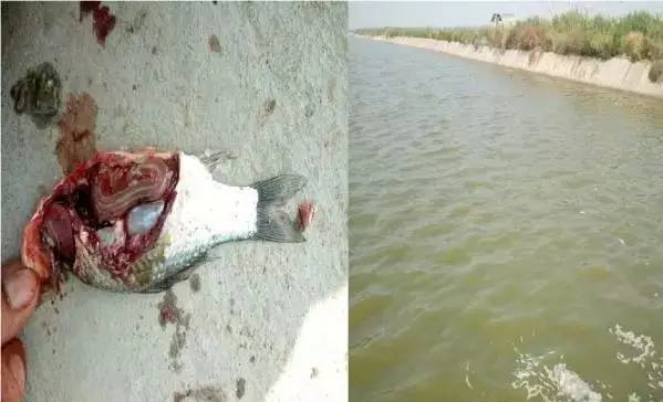 鲫鱼鳃出血是什么原因,鲫鱼烂鳃出血病怎么治疗