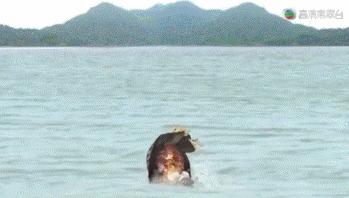 琅琊榜电视剧在tvb播出吗,琅琊榜tvb收视