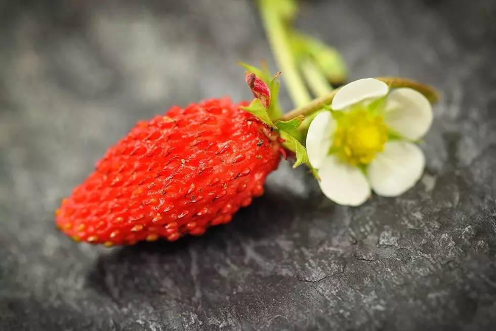 跟草莓差不多的水果叫什么,berry是什么水果
