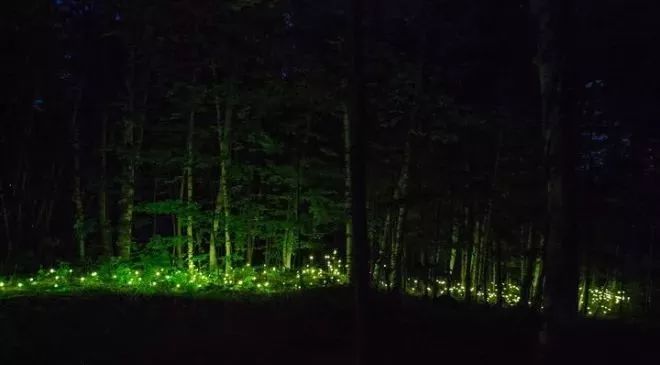 加拿大奇幻森林,加拿大魔法森林风景