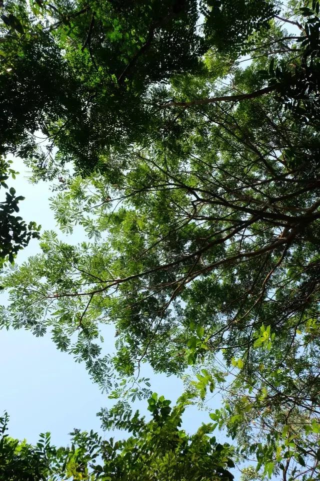 泰国山竹季节,泰国季节分为几季