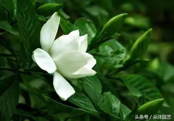 风水知识大全院子里的树,庭院里的植物风水禁忌