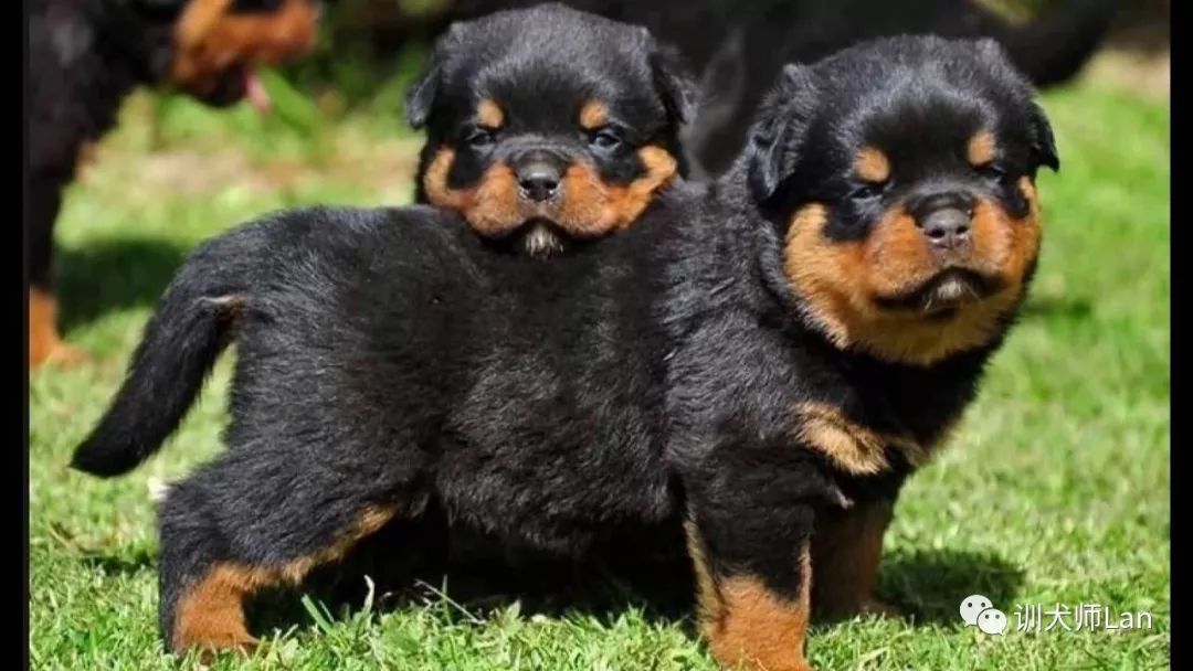 暴躁型罗威纳犬,任劳任怨的狗是什么