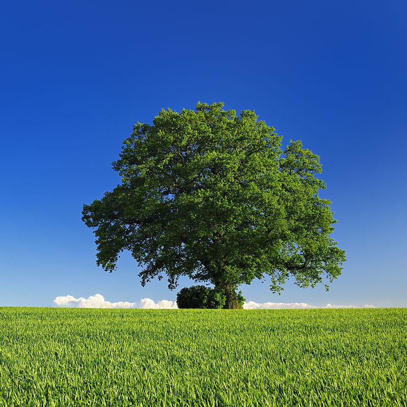 特抱抱微信直播合法吗,特抱抱直播优缺点