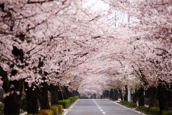 天津适合春游的公园,踏着欢快的脚步