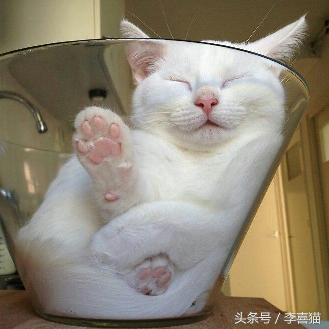 喵星人可是一个很神奇的物种,喵星人真的是一种神奇的物种