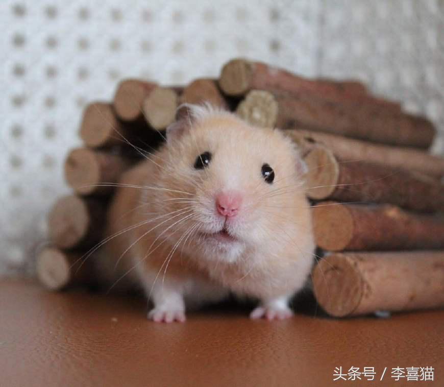 又可爱又会飞又很萌的小仓鼠,小仓鼠可爱的时候有多可爱
