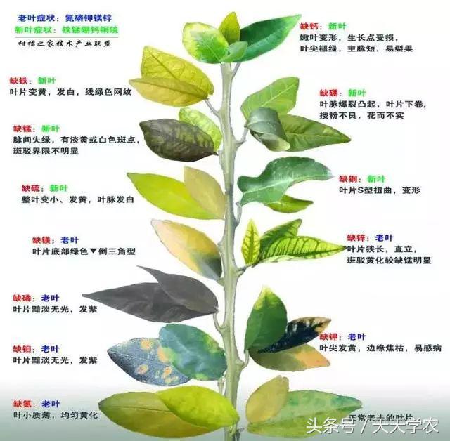 柑橘黄化不一定是缺素,引起柑橘黄化的原因有哪些