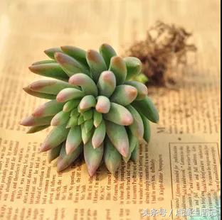 千佛手多肉的养殖方法和注意事项,千佛手多肉用什么盆