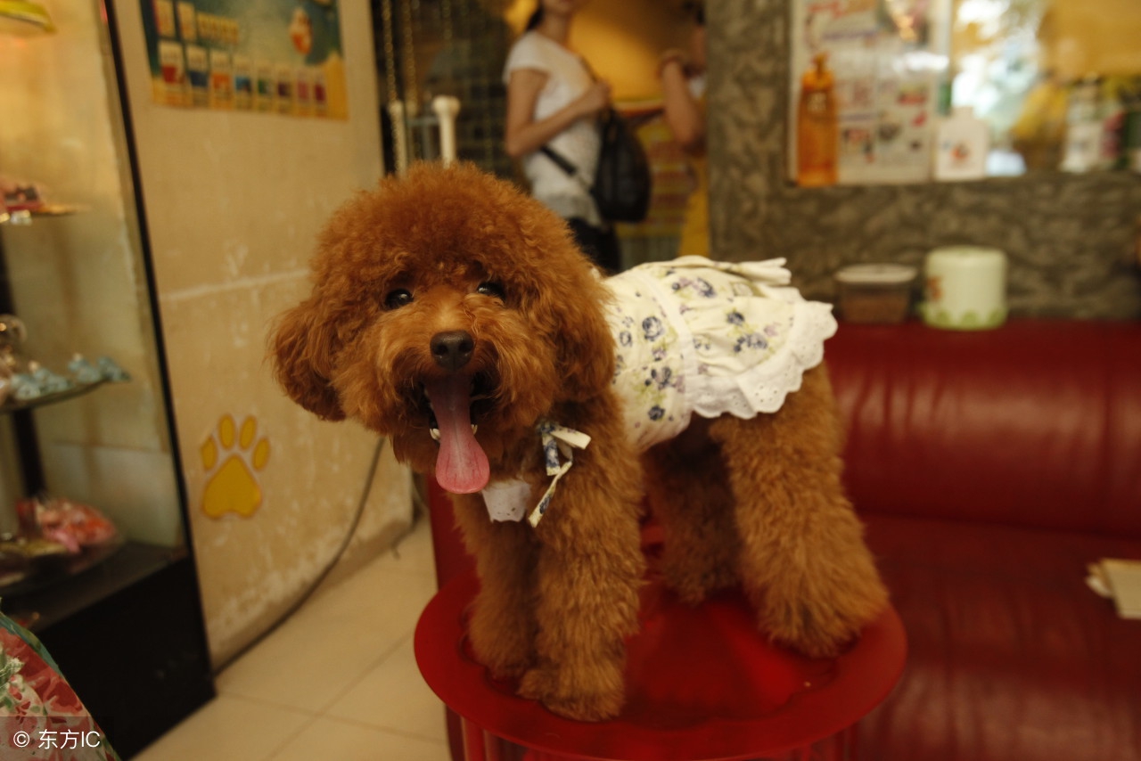 泰迪7岁了需要补充点什么营养,新手养泰迪幼犬要注意什么事项