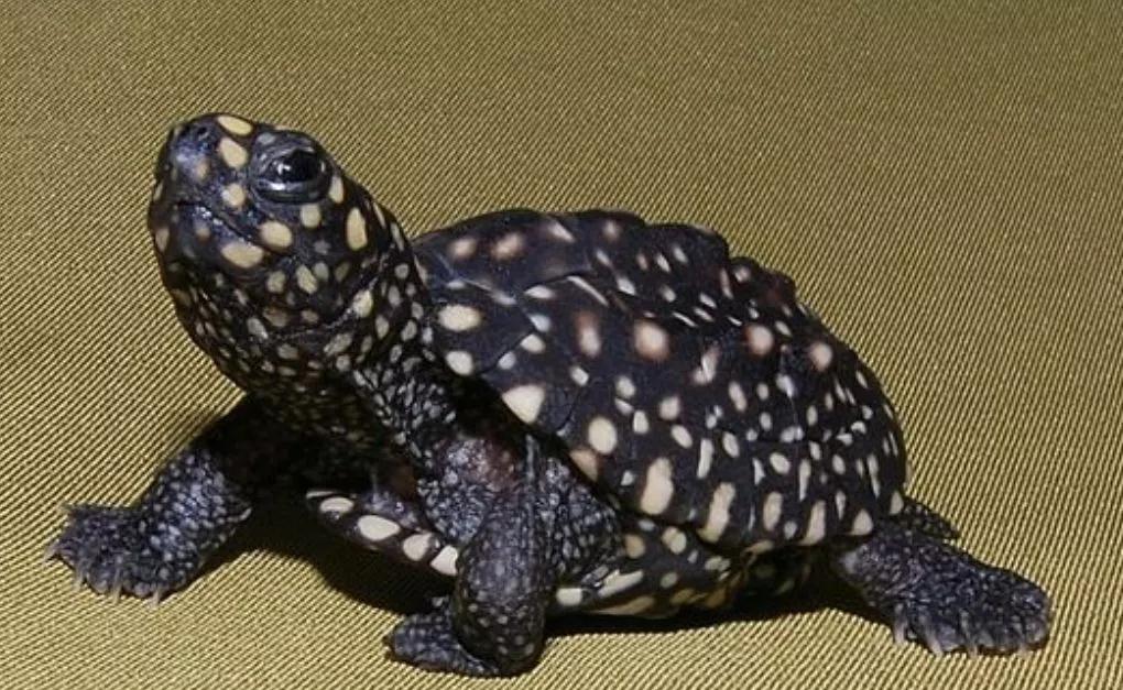 我滴个龟龟,我滴龟龟什么意思