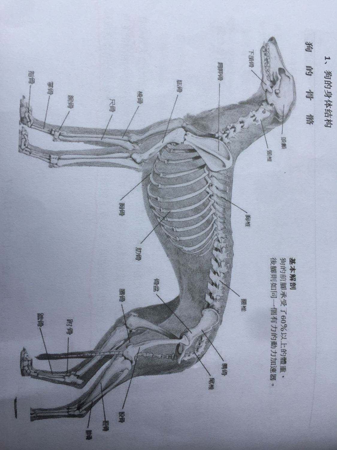 狗的生肖和年份对照表,狗的生长周期