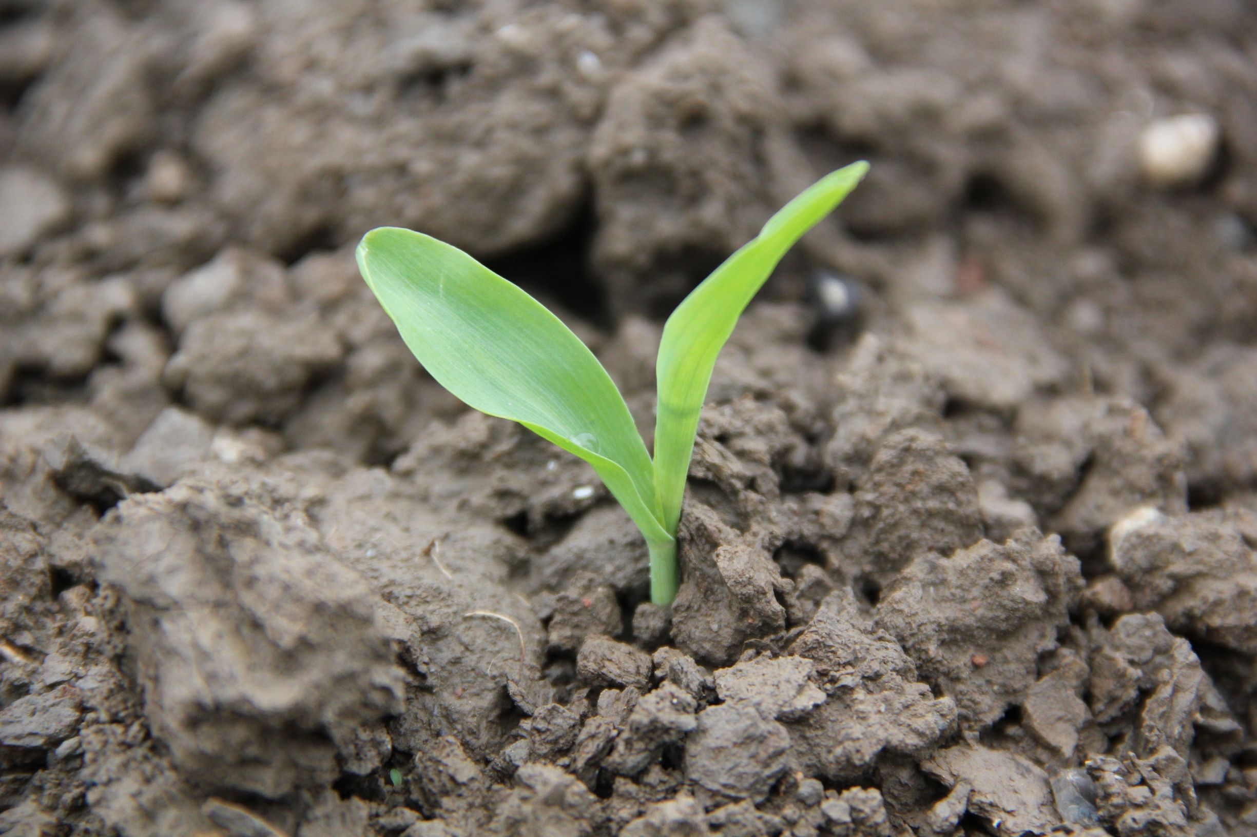 当多愁的春雨滴落在善感的人群，为明天探寻，为活着奔跑