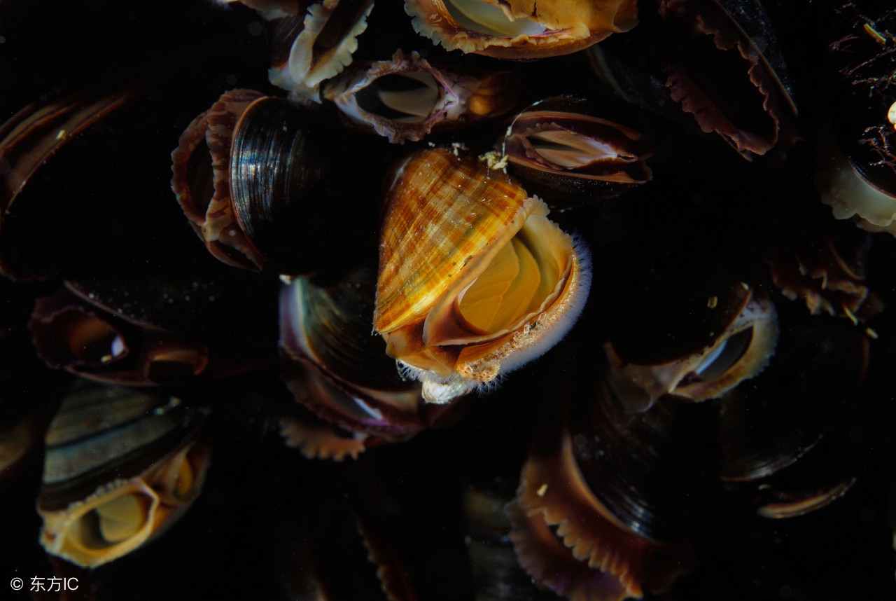 孕妇能吃的海产品有哪些,孕妇能不能吃海鲜干货呢