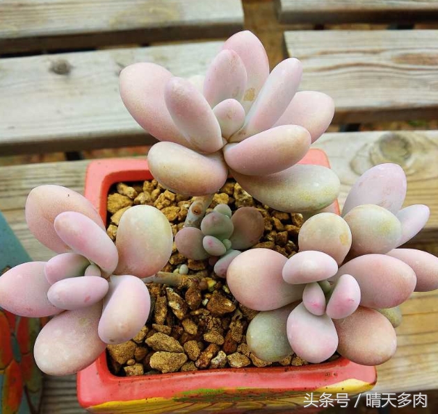 只有养过多肉的人才明白的事,其实多肉也没想象中那么好养