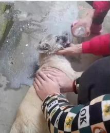 狗狗食物中毒怎么解毒,狗狗庆大霉素中毒怎样解毒