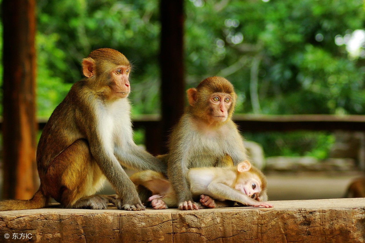 海南省陵水县南湾猴岛旅游景点,海南陵水南湾猴岛图