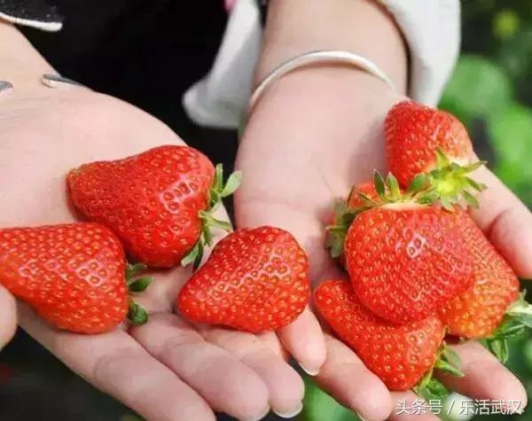 武汉春游两日游攻略大全,武汉春游适合去哪里玩