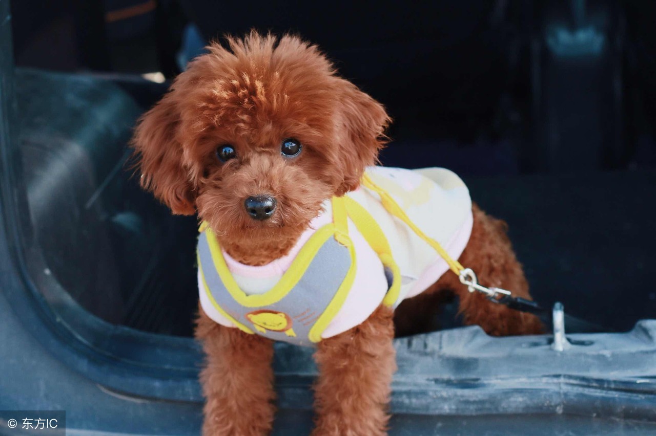 一个多月的泰迪吃什么有营养,泰迪刚生小狗应该怎么补营养