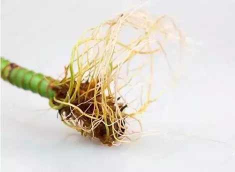 富贵竹黄叶的养殖方法,富贵竹黄叶了用什么方法养好