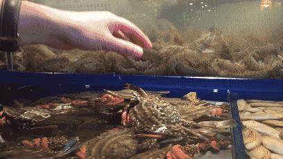 天津高档海鲜自助波龙帝王蟹,海鲜自助天津帝王蟹