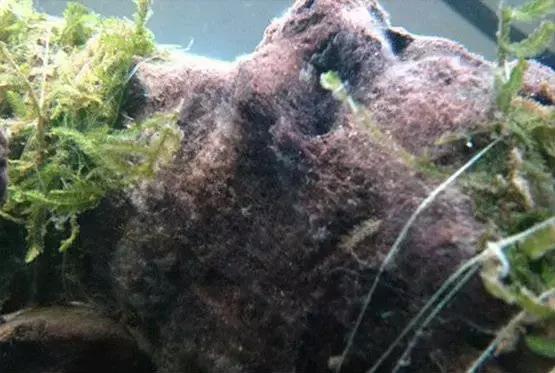 杜鹃根水草缸图片和视频,杜鹃根造景需要素材在哪里