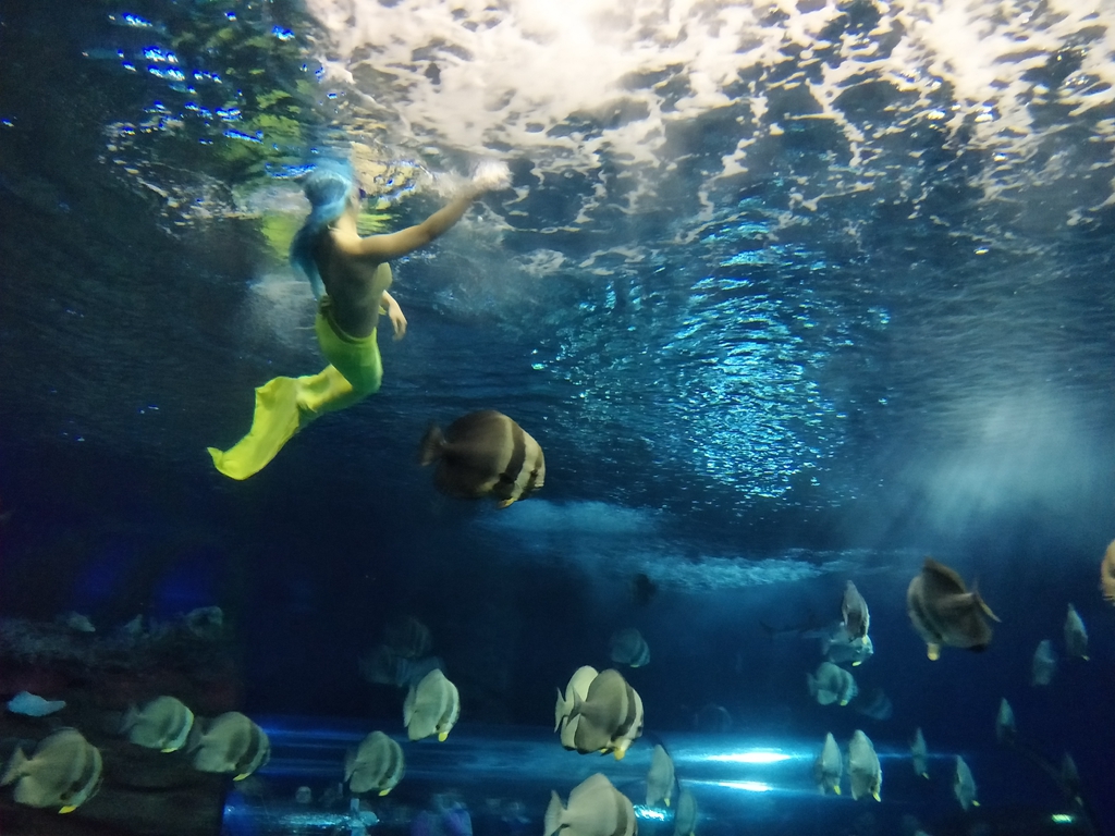 北京南到太平洋海底世界,走进太平洋海底世界视频