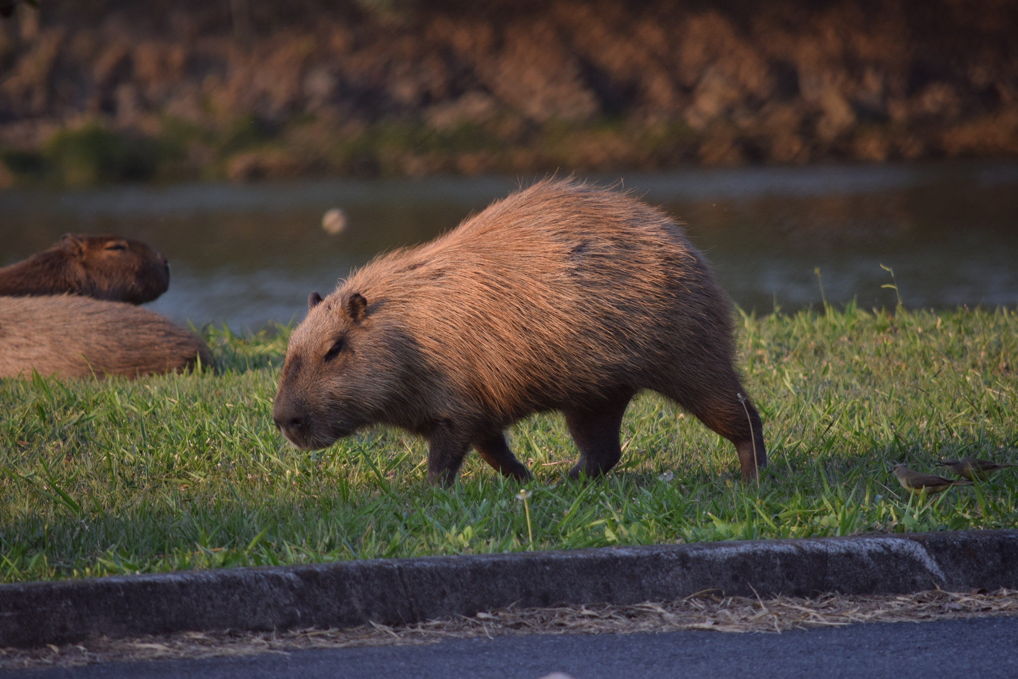 没有磨牙的东西怎么让仓鼠磨牙,有什么可以给仓鼠磨牙的吗