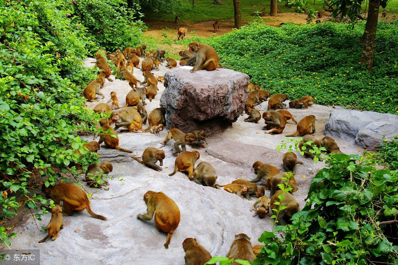 海南省陵水县南湾猴岛旅游景点,海南陵水南湾猴岛图