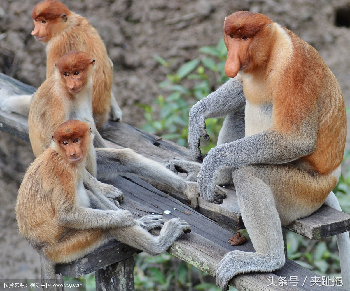 马来西亚仙本那岛最佳旅游时间,马来西亚的沙巴岛特色