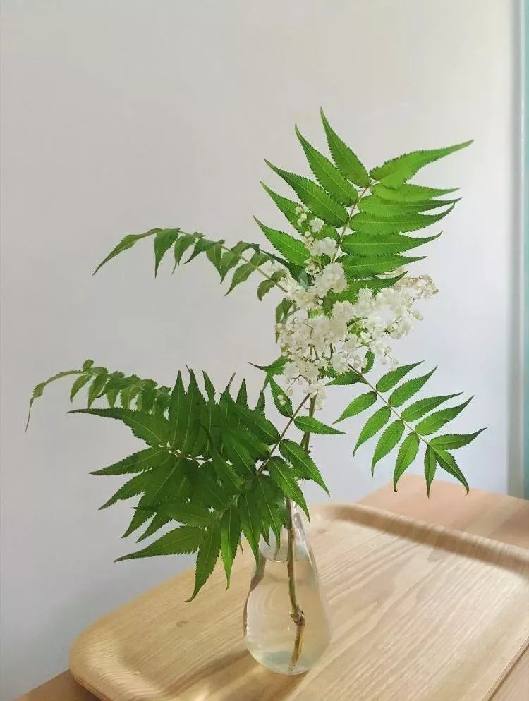 Mu指南|7种家居风格与完美植物搭配