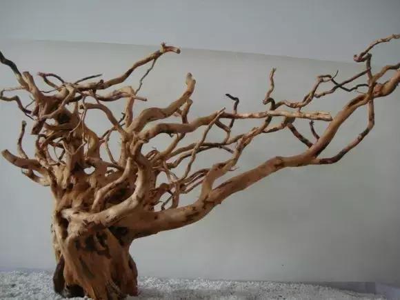 杜鹃根水草缸图片和视频,杜鹃根造景需要素材在哪里